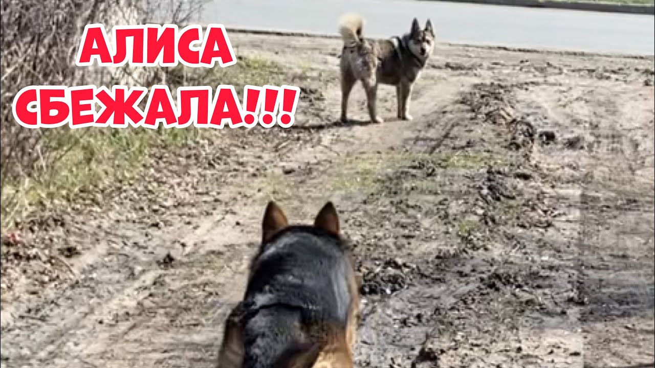 АЛИСА УБЕЖАЛА ЗА ВОЛКОМ | В лес с немецкими овчарками