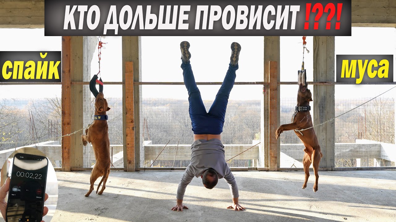 ПИТБУЛЬ СПАЙК VS МУСА. Кто дольше провисит на ухватке !? Два неуступчивых Питбуля, за звание лучшего