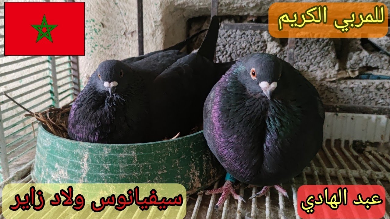 زيارة أولى للمولوع الكريم، عبد الهادي، أولاد زاير، مربي حمام السيفيانوس المغربي الأصيل ❤️