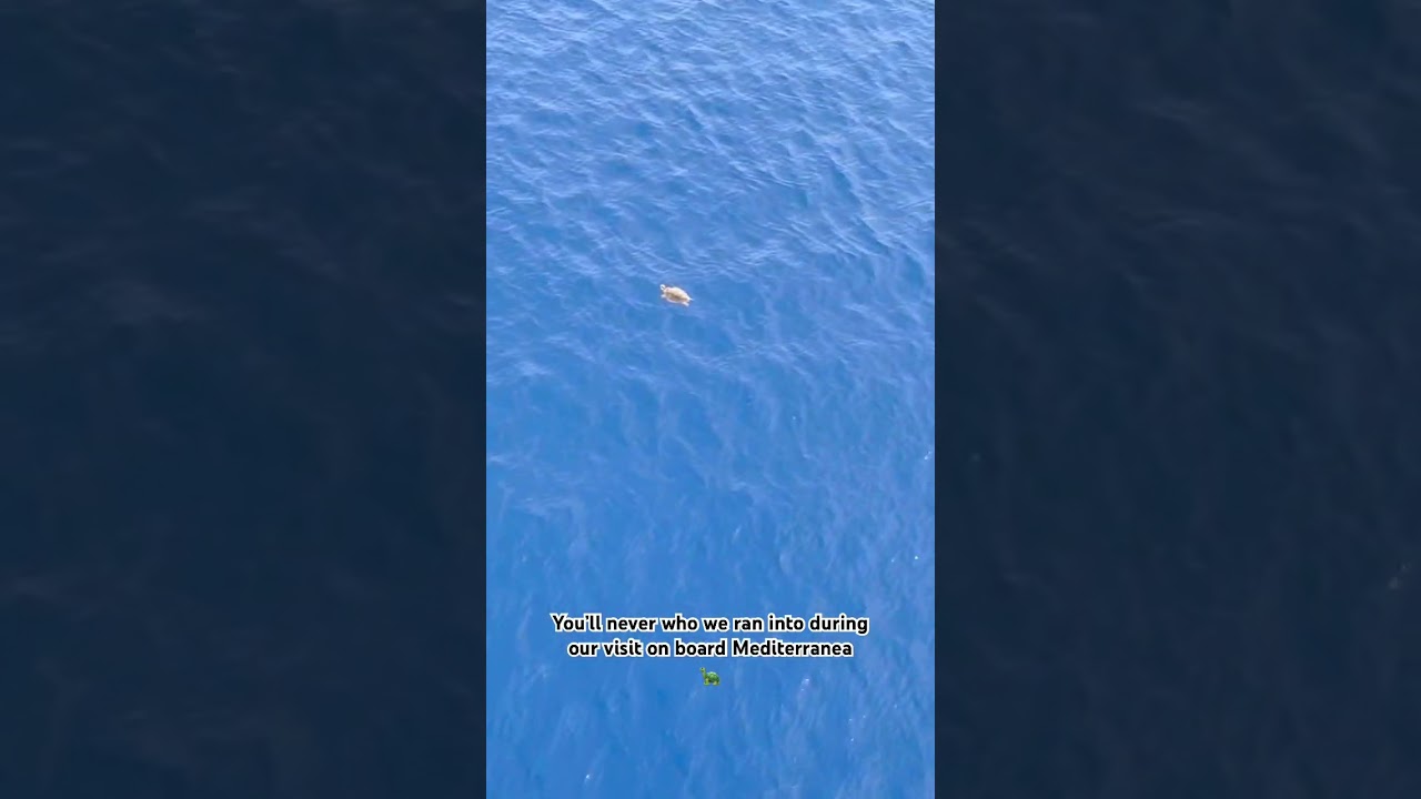 Наблюдение за морскими черепахами во время круизного лайнера 🐢 🛳 #морскиечерепахи #жизньморе #море