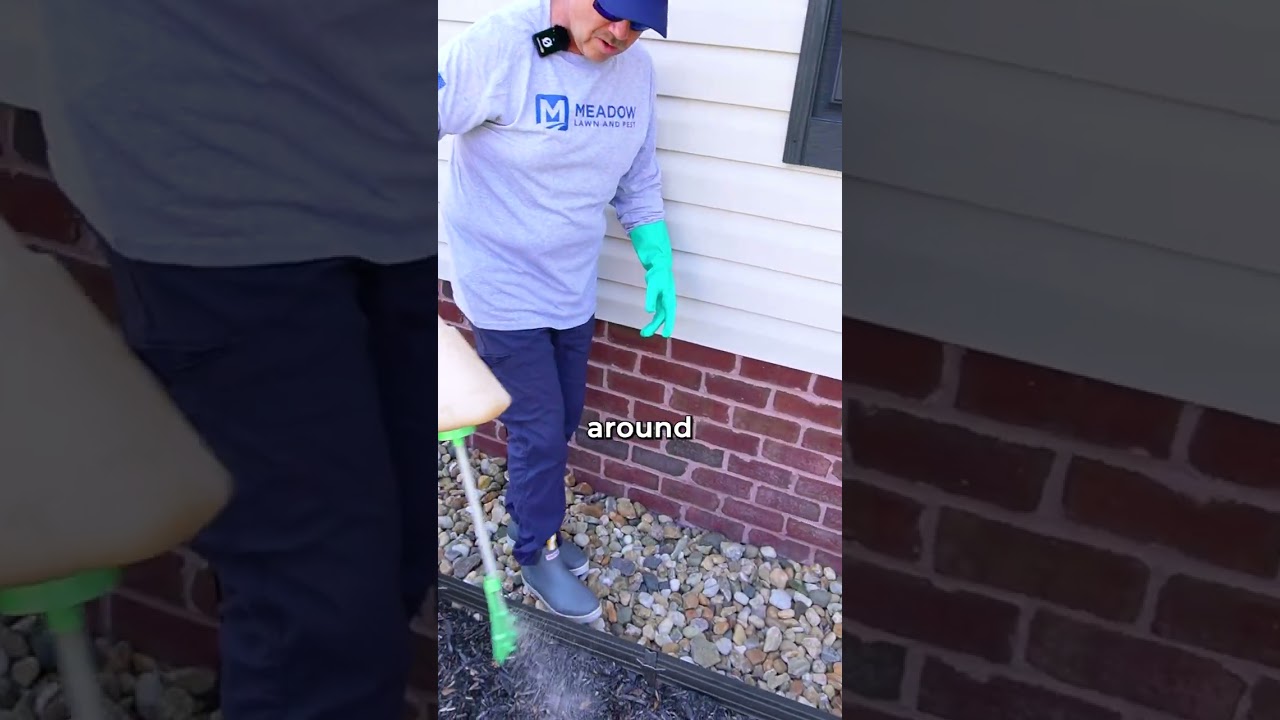 How do Experts do Pest Control?