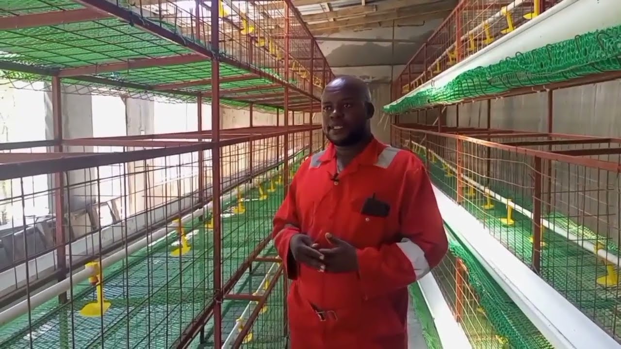 Ujenzi Wa Banda La Kisasa La Kuku , kwa Garama nafuu sana