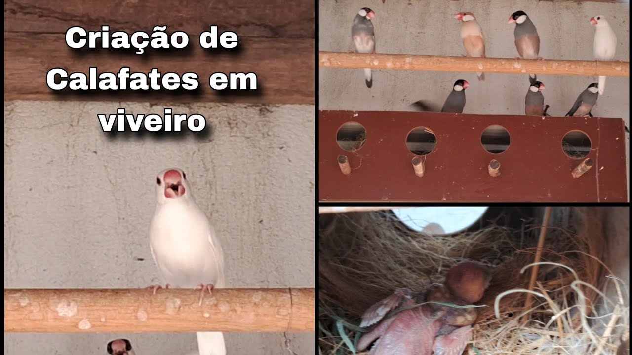 Reprodução de Calafates em viveiro. 🕊So tem um filhote de Calafate
