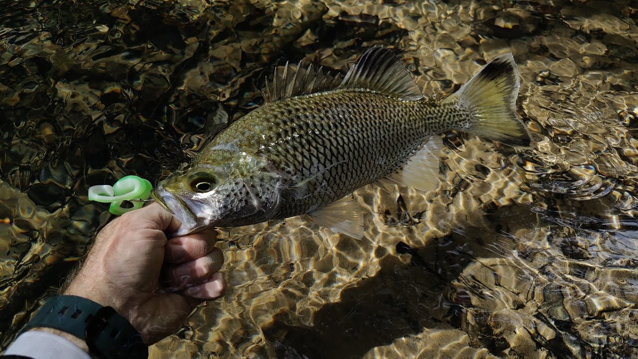 Sight casting Sooty Grunter and Jungle Perch in crystal clear creek