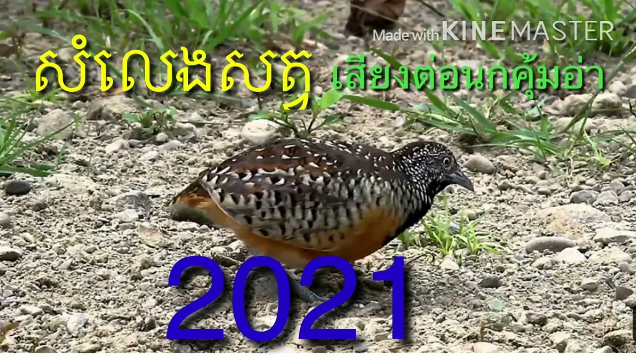 សំឡេងសត្វក្រួចអឺត លេងនៅខ្មែរធានាថាបាន100% Tieng chim cut 2021