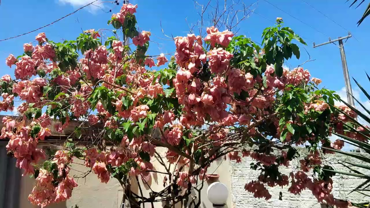 PLANTAS QUE AMO! MUDANDO ALGUMAS DE LUGAR.