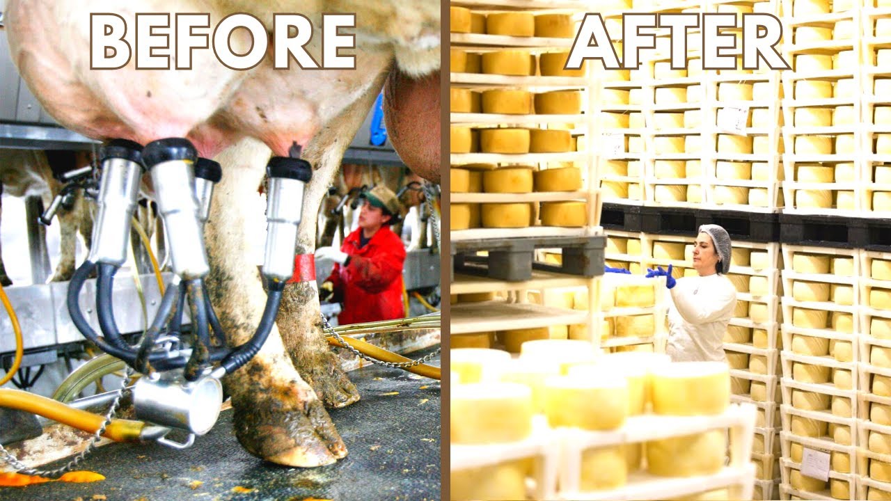 How Cheese Is Made