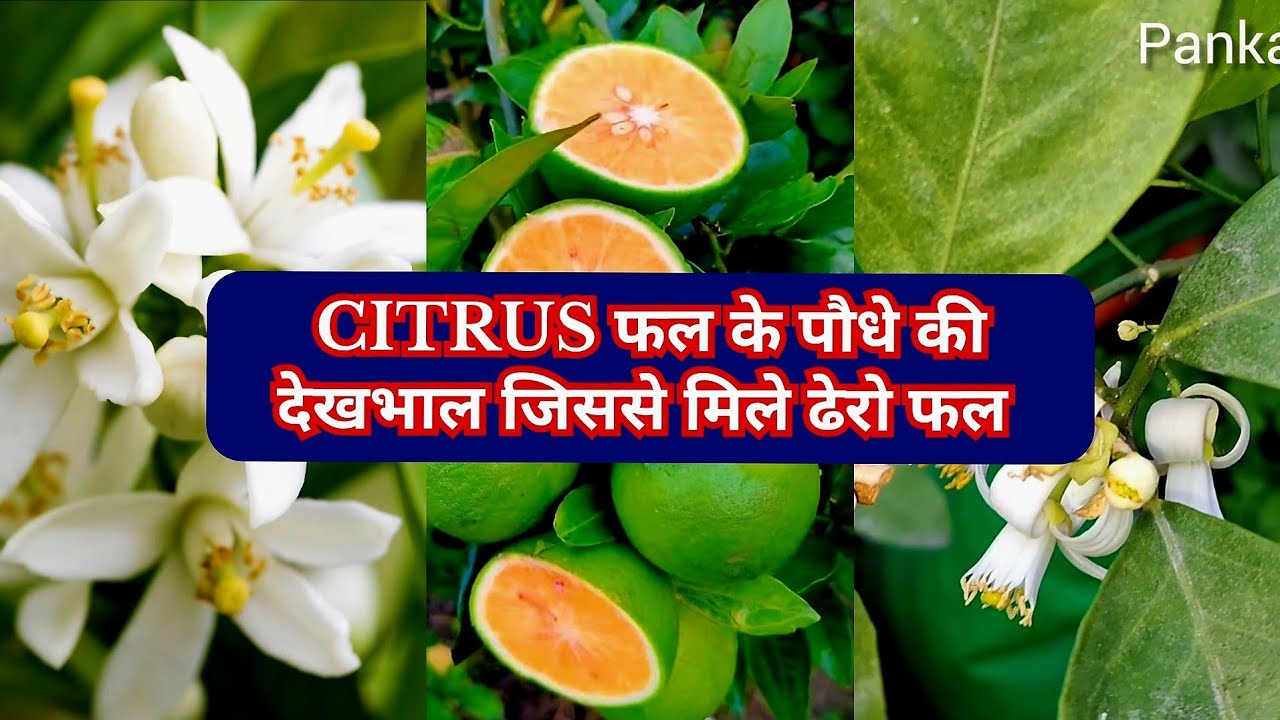 Citrus (खट्टे) fruit plant ki kaise care kare | CITRUS FRUIT PLANT CARE IN FEBRUARY 