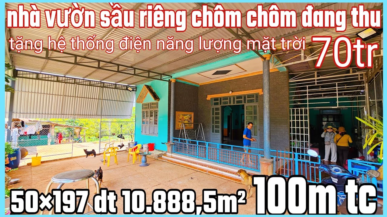 Nhà vườn sầu riêng chôm chôm măng cụt bưởi đang thu 50×197×100tc dt 10.888,5m² giá 2 tỷ 290tr bao sổ