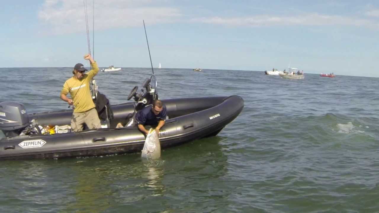 Cédro et son maigre de 35 kilos!