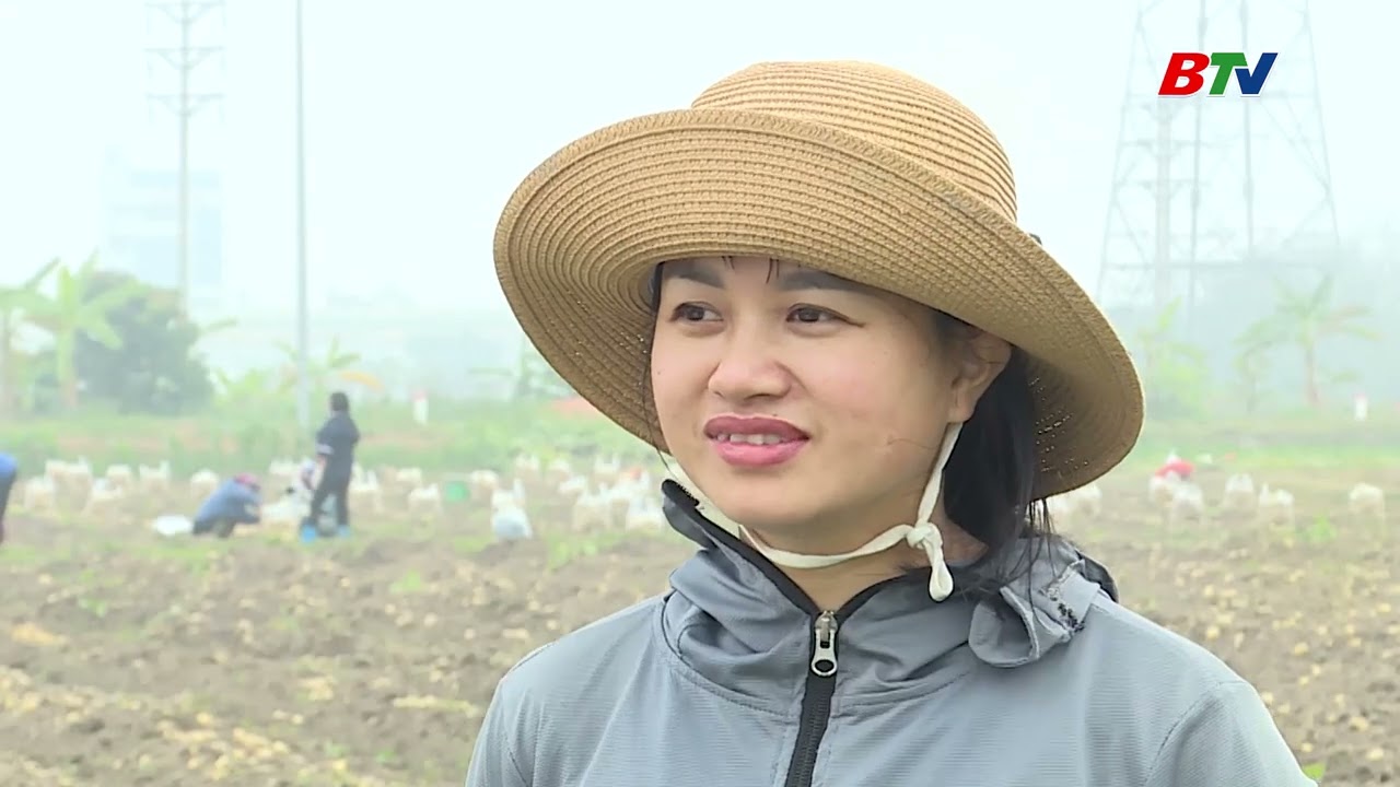 Phổ biến kiến thức Ứng dụng cơ giới hóa trong thu hoạch khoai tây