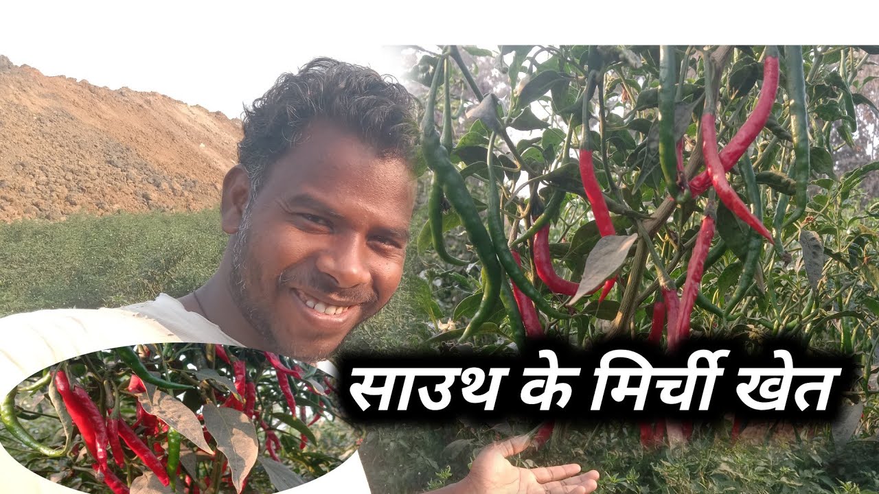 साउथ के मिर्ची 🌶️ खेत 😲🤷 | sauth farmer 