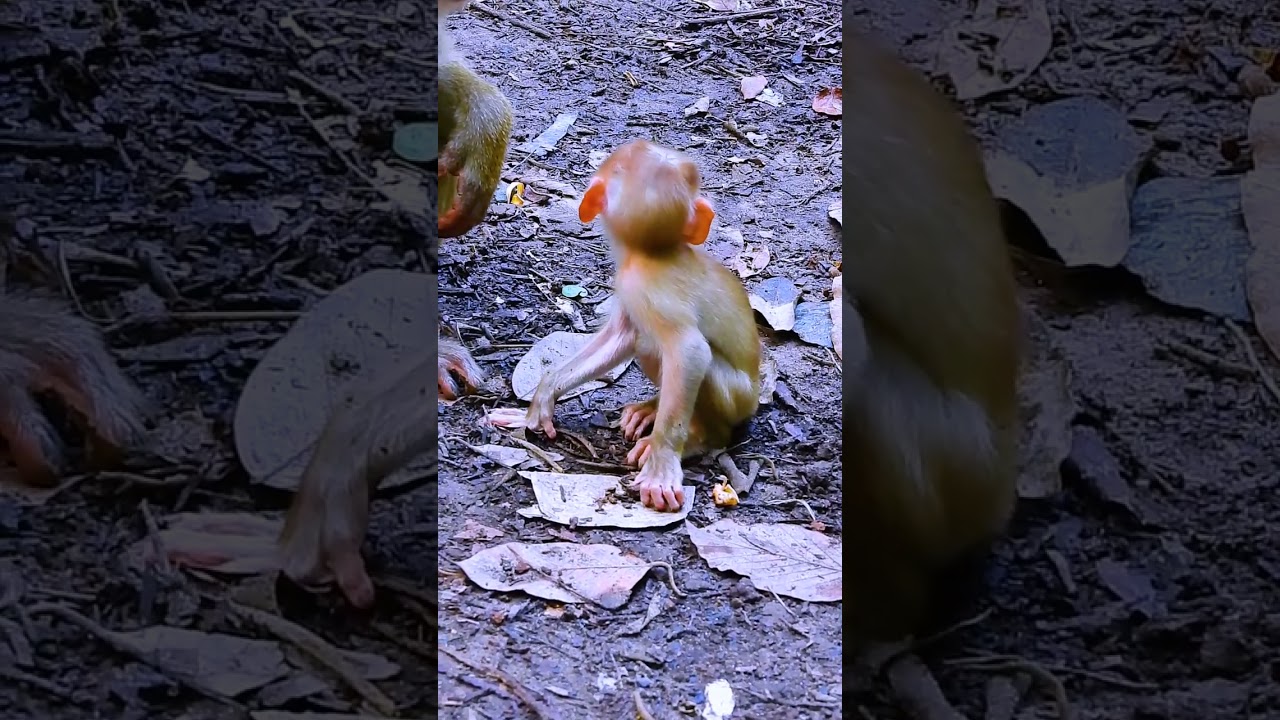 Unveil the charm of the Sovana family's baby monkeys known for their intelligence, as they delight i