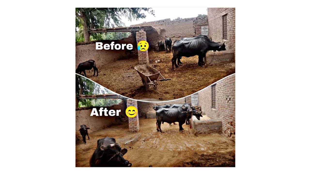 cleaning animals house ... amazing video.... enjoying video.....My new account 👉
