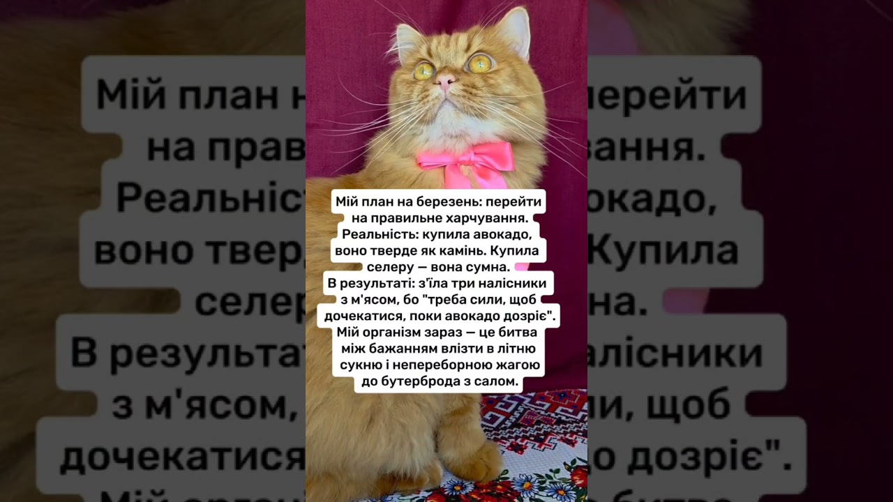 План #гуморукраїна #веселівідео #кітблогер #війнавукраїні #життяяквоноє #відеодня #топвідео