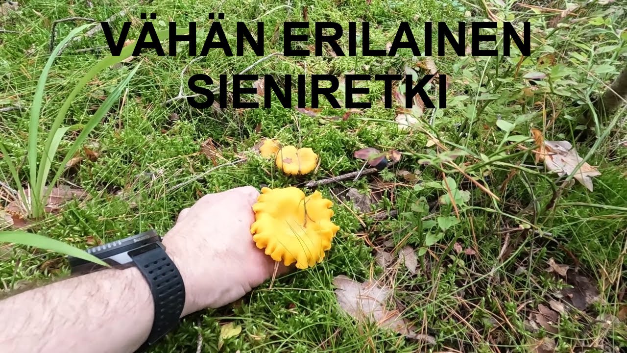 Sieniretki joka kutsui luokseen.