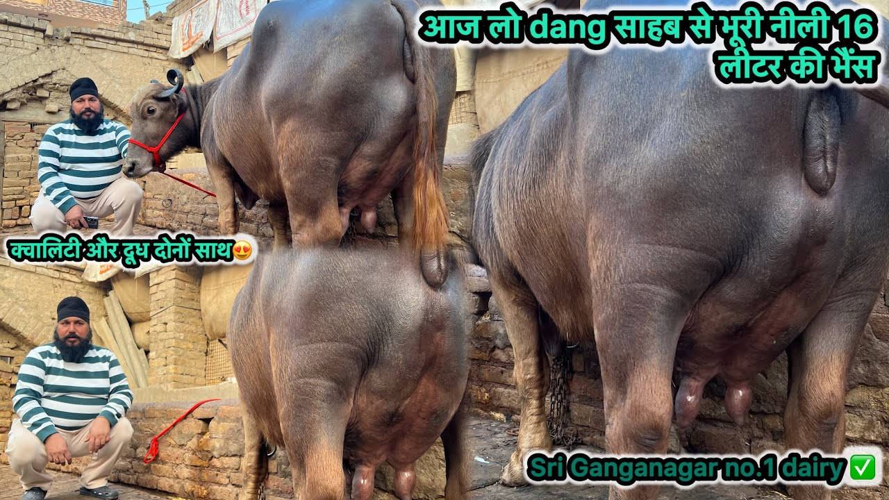 आज dang साहब 💥से लो बॉर्डर की भूरी रावी 16 लीटर की भैंस✅शानदार 2 झोटी बिकाऊ॥ Dang dairy farm 🤩