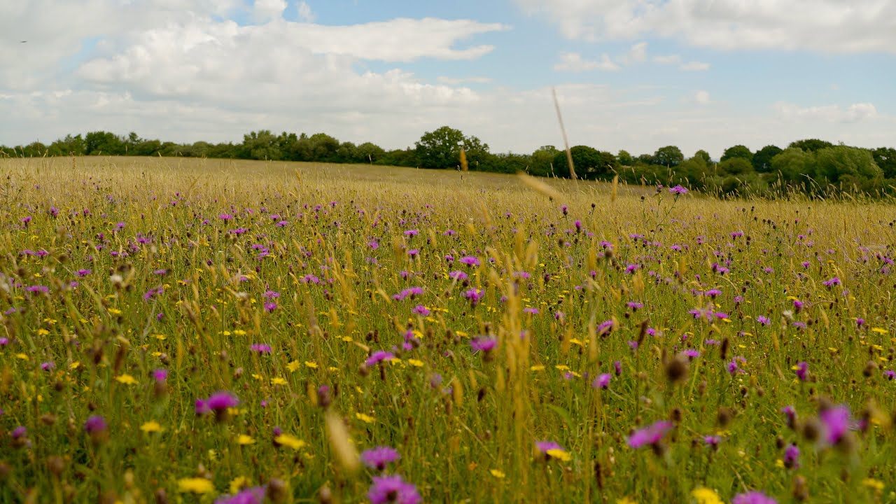 Incredible Wildflower Meadow