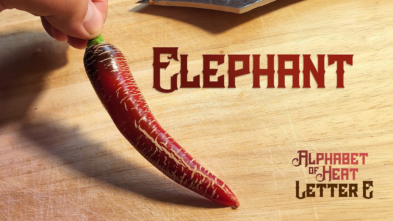 Elephant Pepper - A Beautiful Fully Corked Chili!   The Alphabet of Heat, Letter E