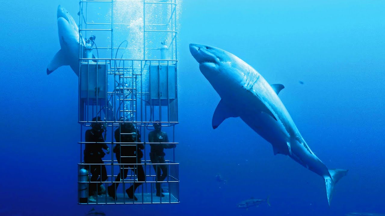 Why Sharks Are Important
