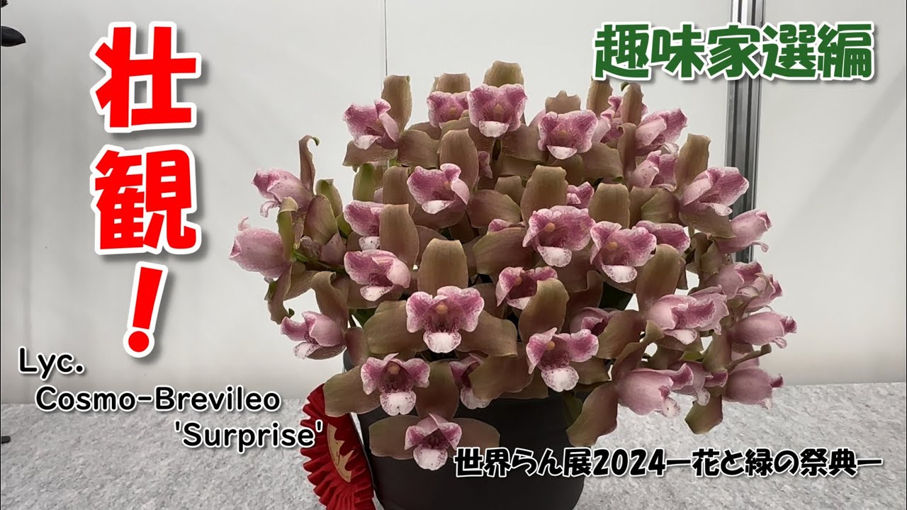 【全種見れる！】世界らん展2024年 パフィオやリカステが大豊作！じっくり見る 個人出品編