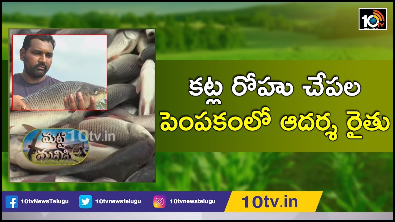 కట్ల రోహు చేపల పెంపకంలో ఆదర్శ రైతు Ideal Farmer Success Story Of Fish Farming |Matti Manishi | 10TV