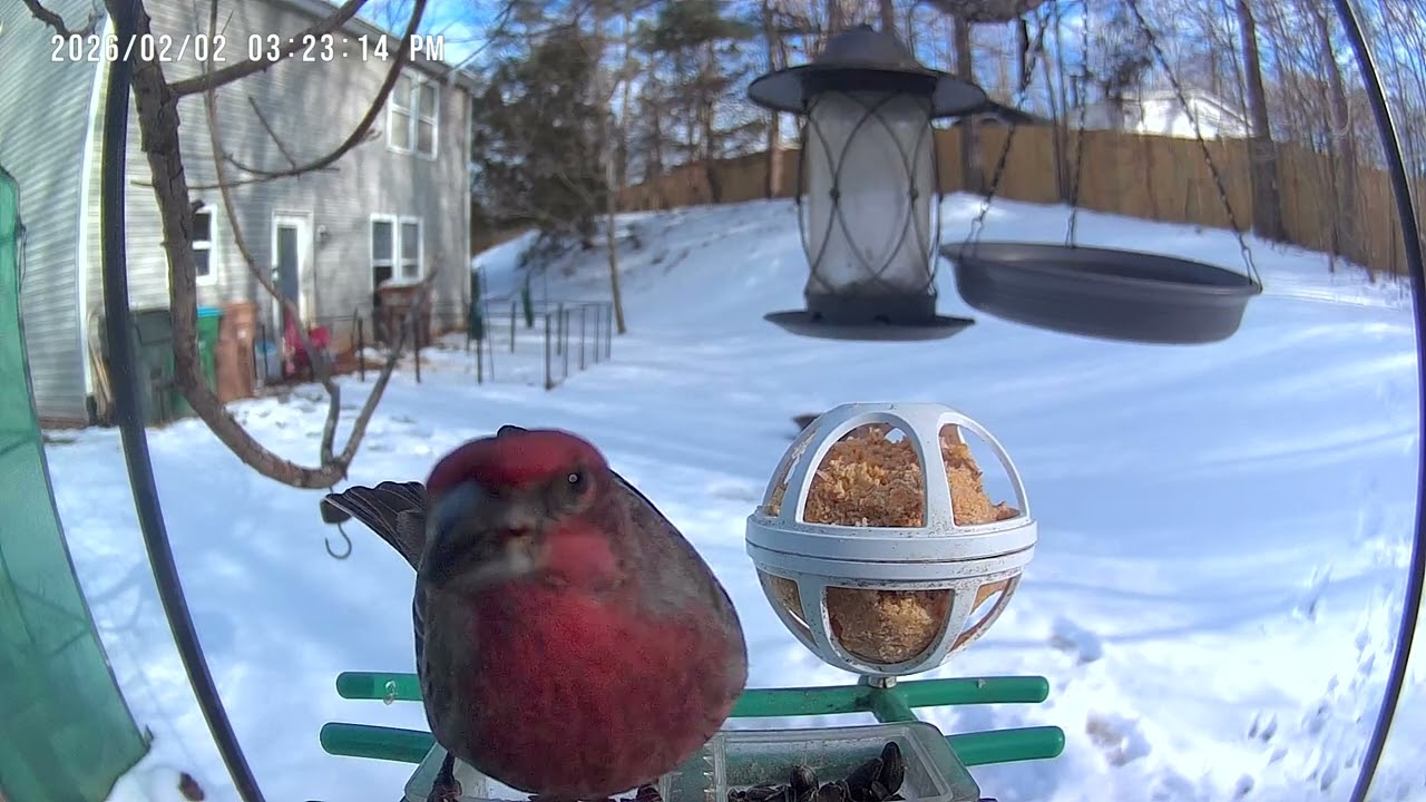##housefinch #birds 