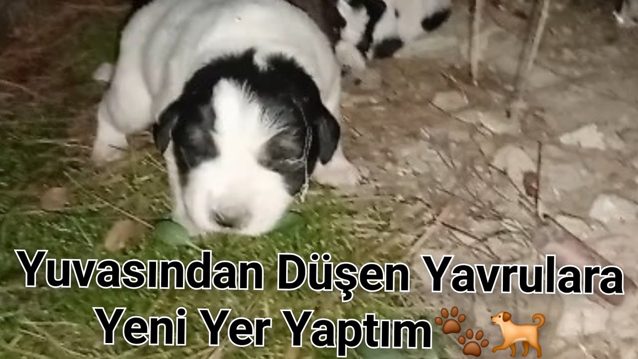 Yuvadan Düşen Yavruların Yeni Yerini Yaptım🐾