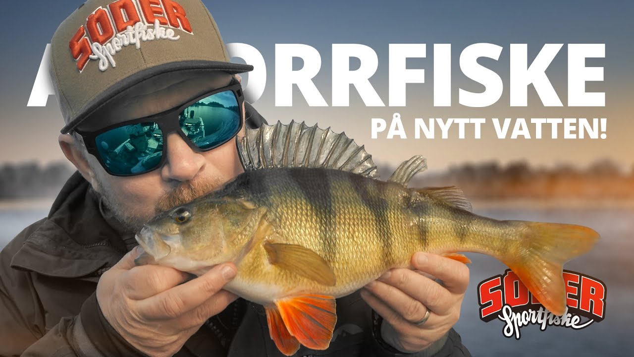 Abborrfiske p&aring; nytt vatten med S&ouml;der Sportfiske