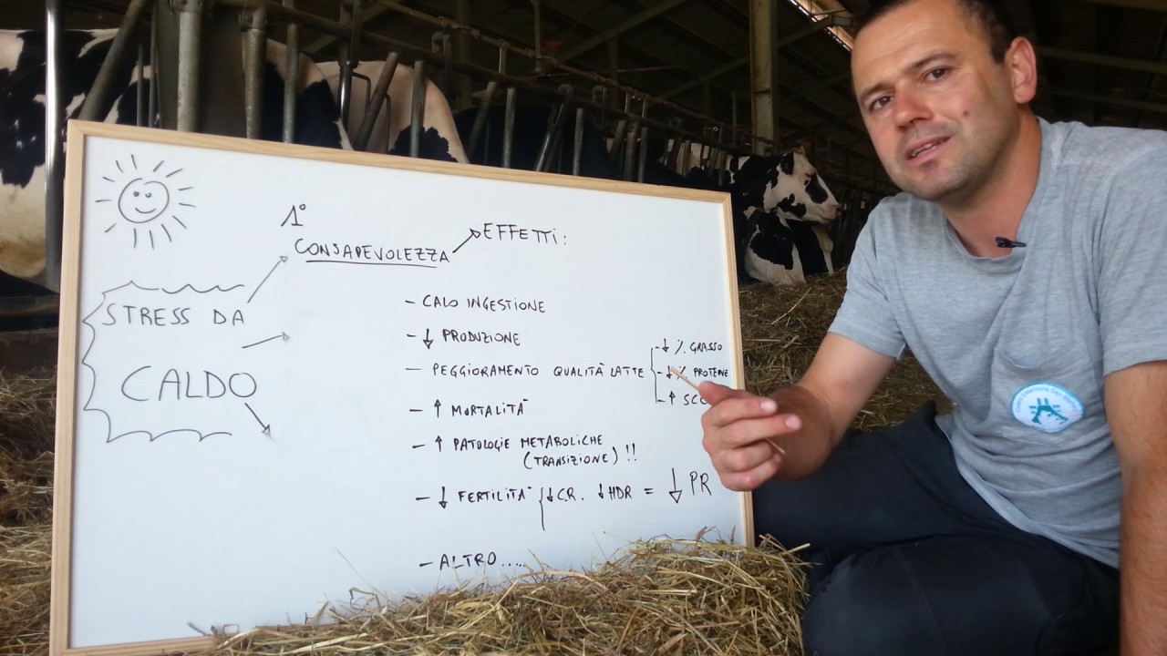 EFFETTI STRESS da CALDO nella bovina da latte 002 ... EFFETTI