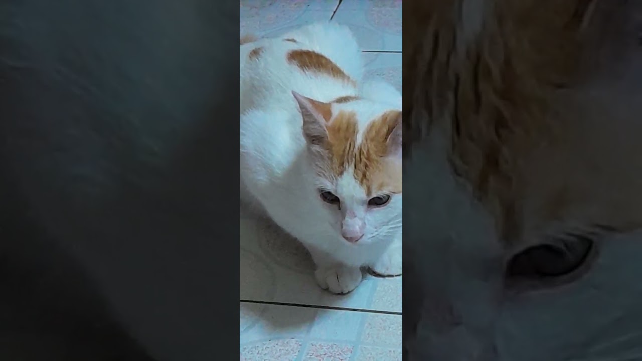 My lovely #Cats is the video please like 🐈 🐱 