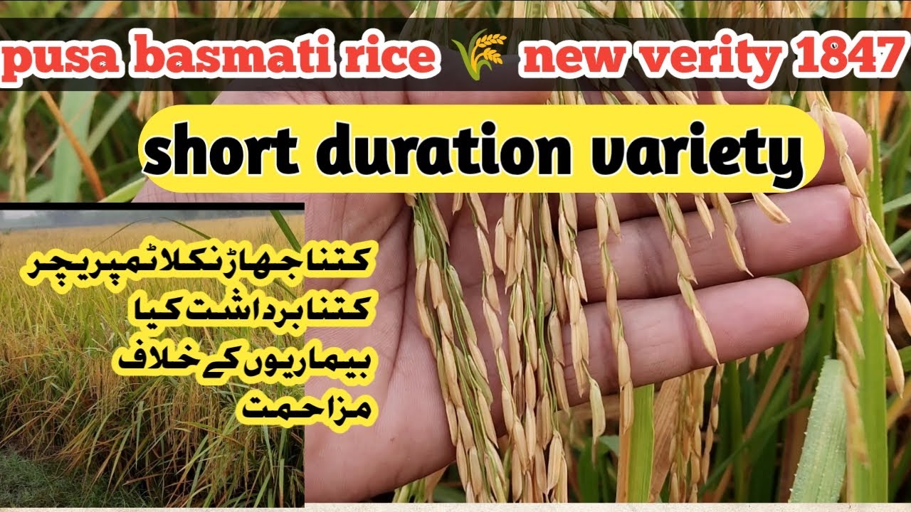 Rice new verity Pusa basmati 1847 ke yield and a to z detail.  ||