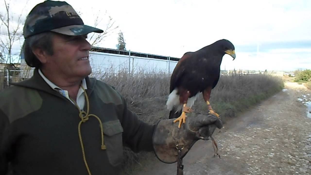 Aguila Harris hembra,4 mudas con 950 gramos.Harry Eagle Female 4 years old 950 grams ready to hunt