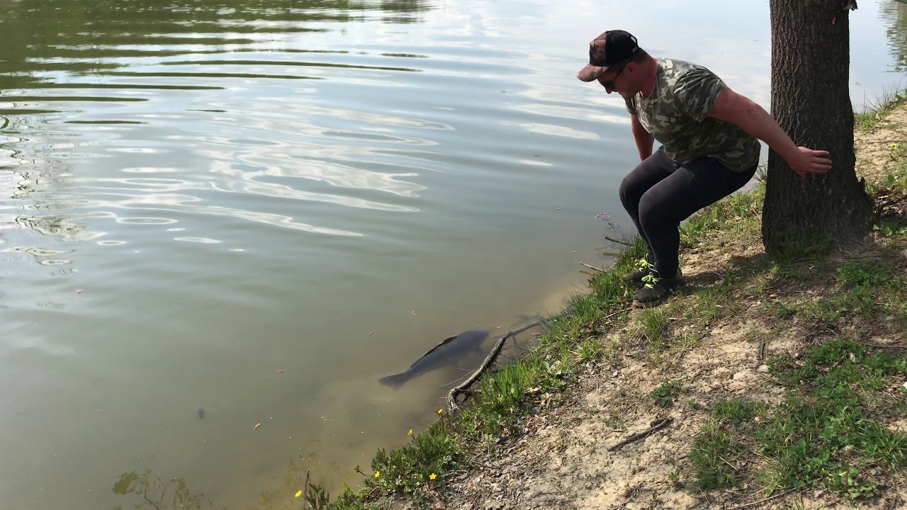 CALM CARP