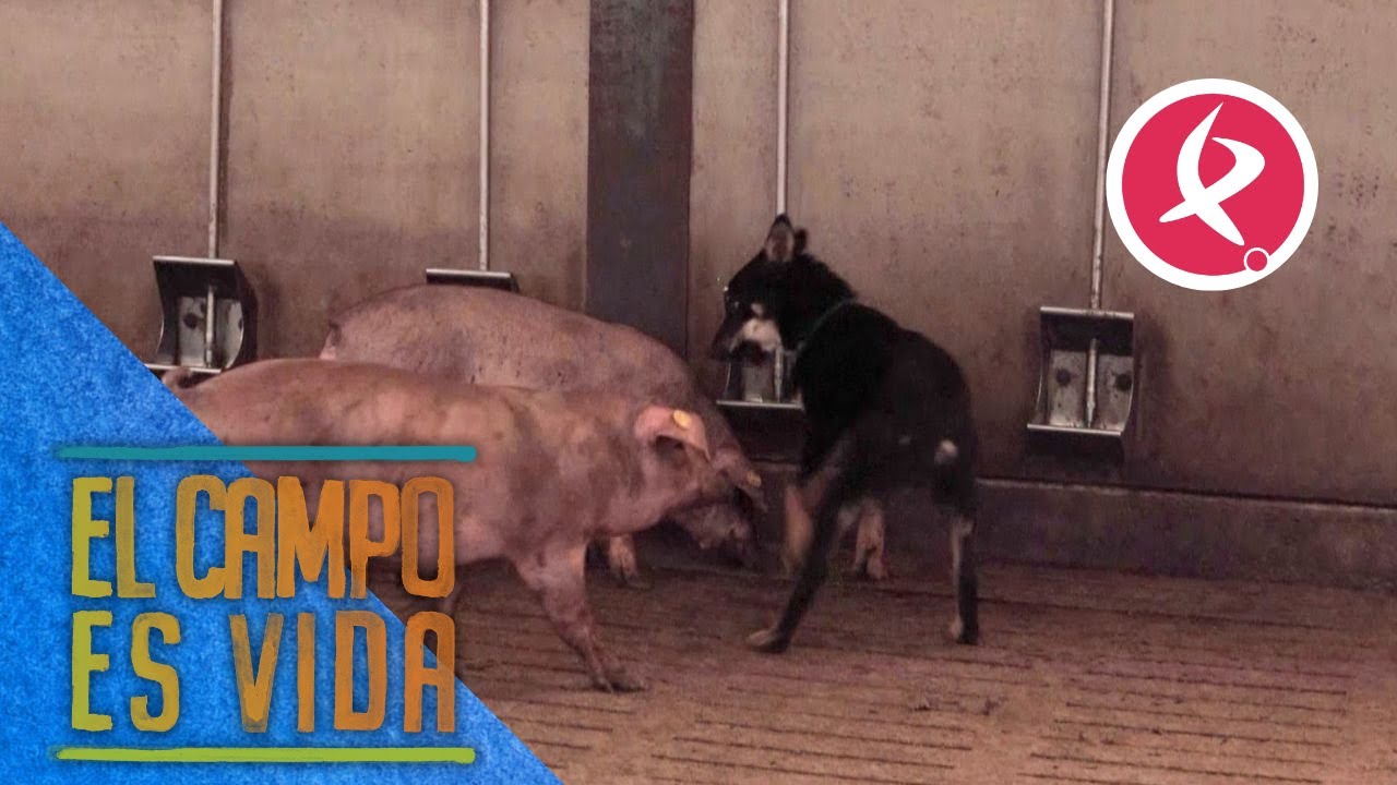 Los Mellis enseñan a Pirri a pastorear cochinos | El campo es vida
