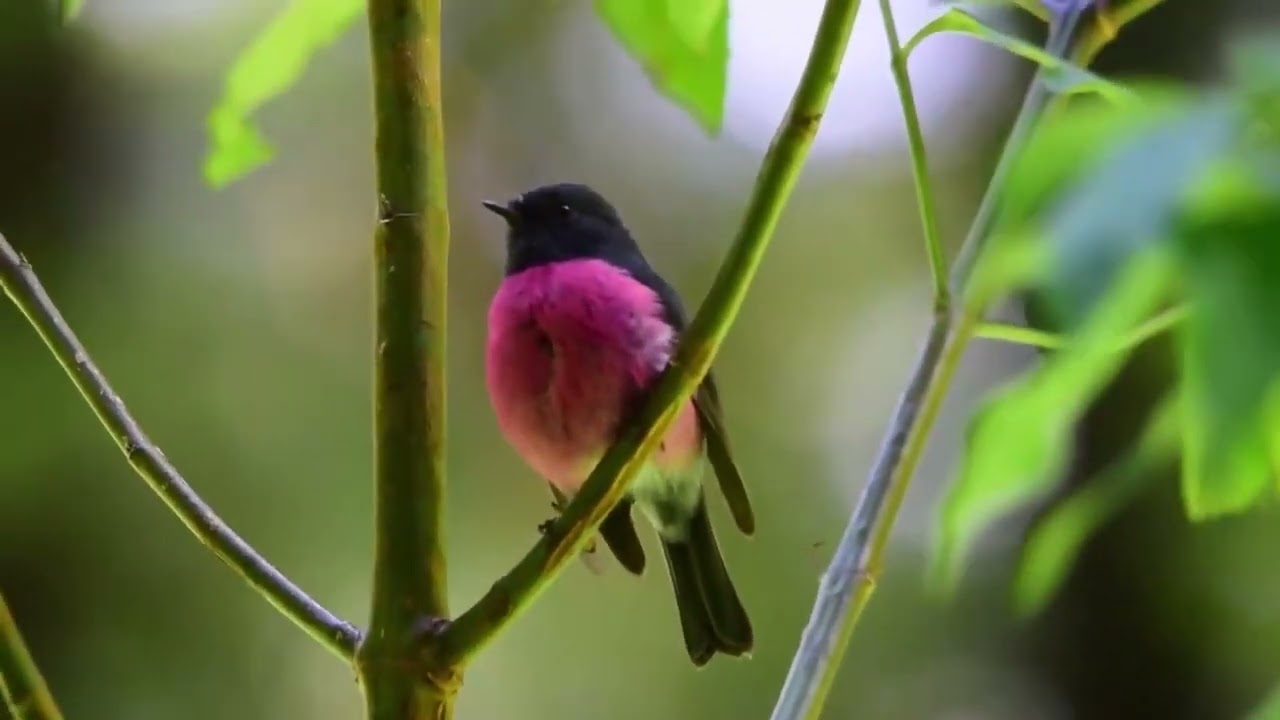 Pink Robin (Petroica rodinogaster)