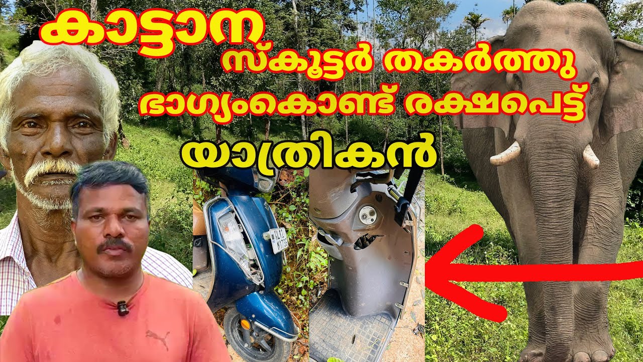 കാട്ടാന സ്കൂട്ടർ കൊമ്പു കൊണ്ട് കുത്തിപ്പൊക്കി  ഭാഗ്യംകൊണ്ട് രക്ഷപെട്ട് യാത്രികൻ #elephant #wayanad