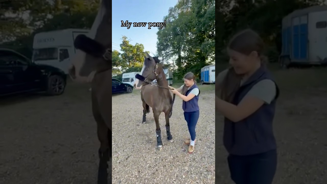 Everyone meet Dude! Dude is a 13.2h Welsh B 5 year old! 