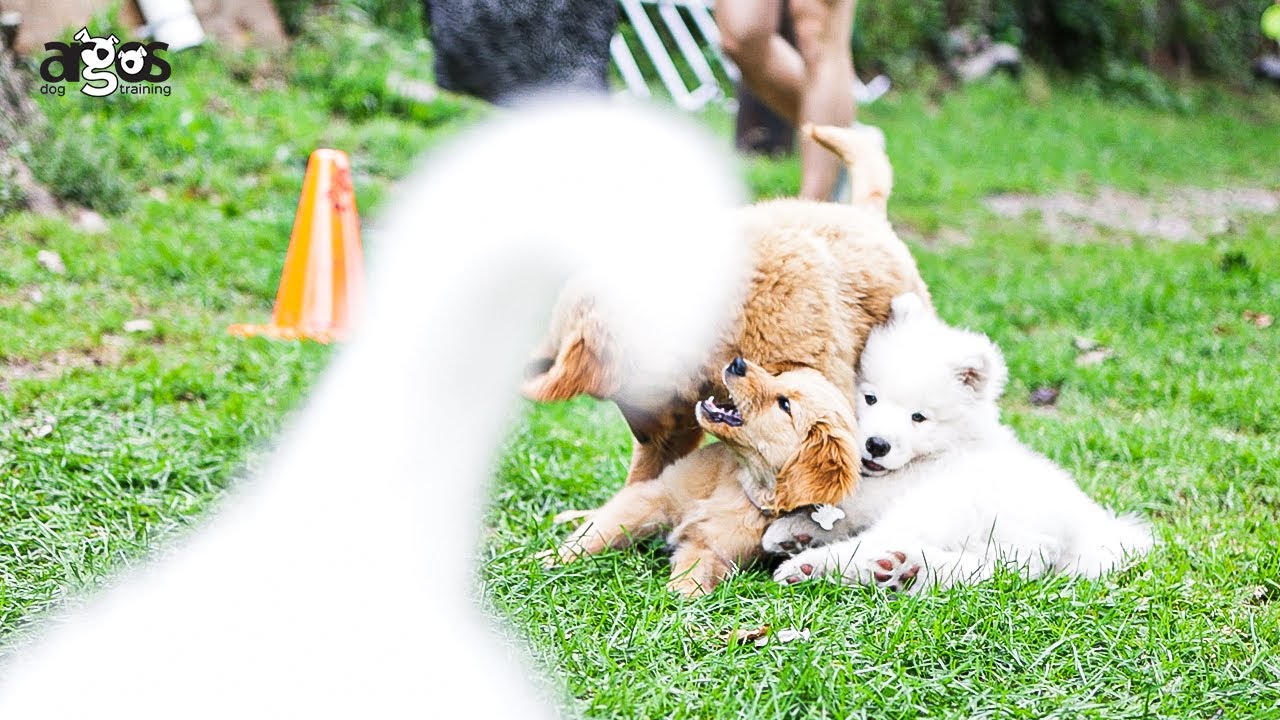 Puppy Socialization and Exercising Games at Argos Puppy Kindergarten Class