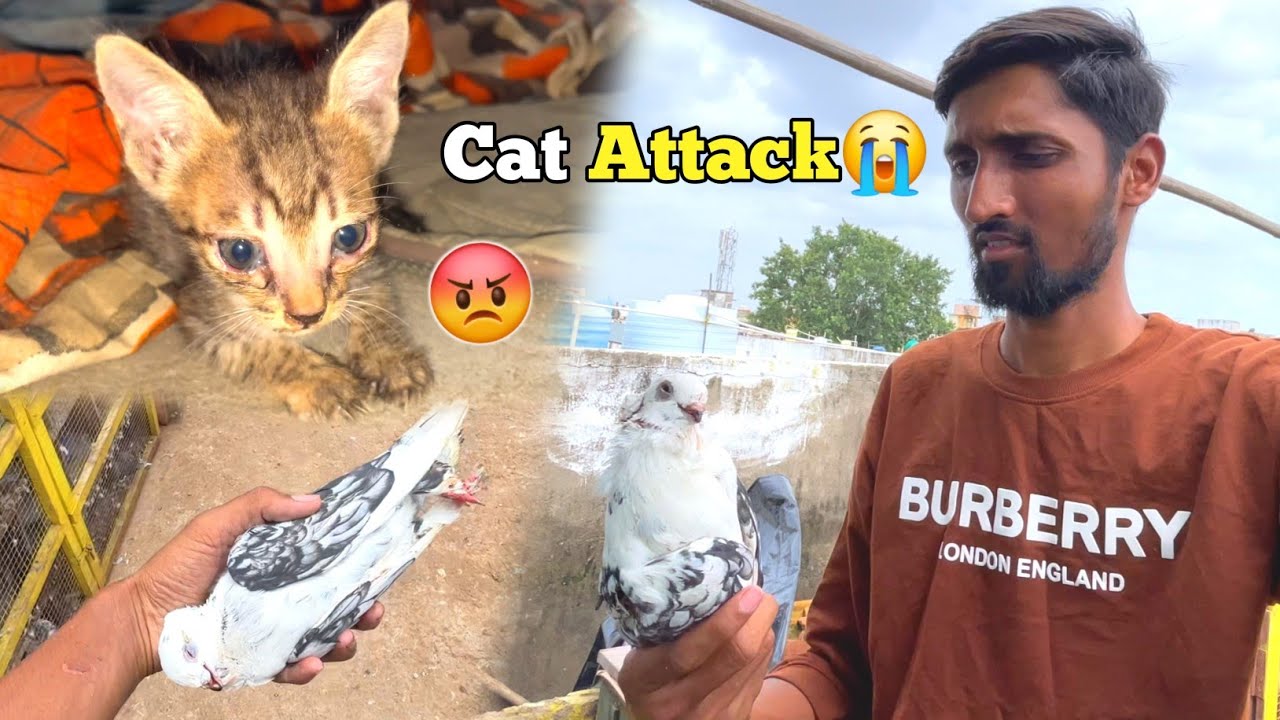 Billi Ne Mera Fancy Kabootar Pakad Li😰