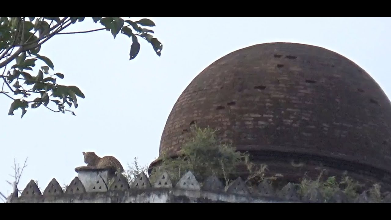 The Temple Leopard of Yala National Park Block 5