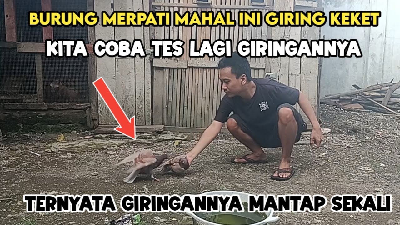 BURUNG MERPATI MAHAL INI GIRING KEKET COBA TES GIRINGANNYA, MANTAP JUGA GIRINGANNYA #merpati 