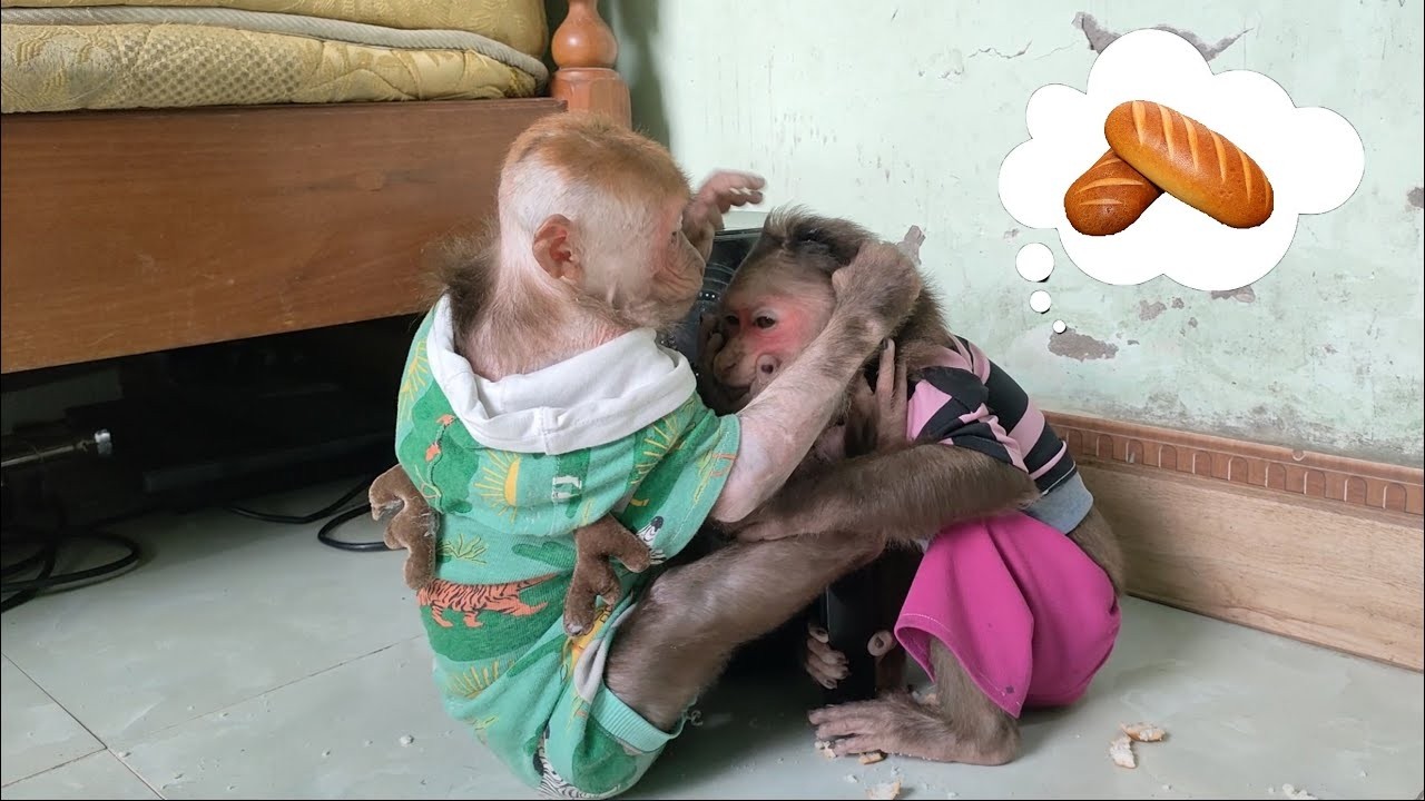 Mimi stealing Kuku's bread makes Kuku angry
