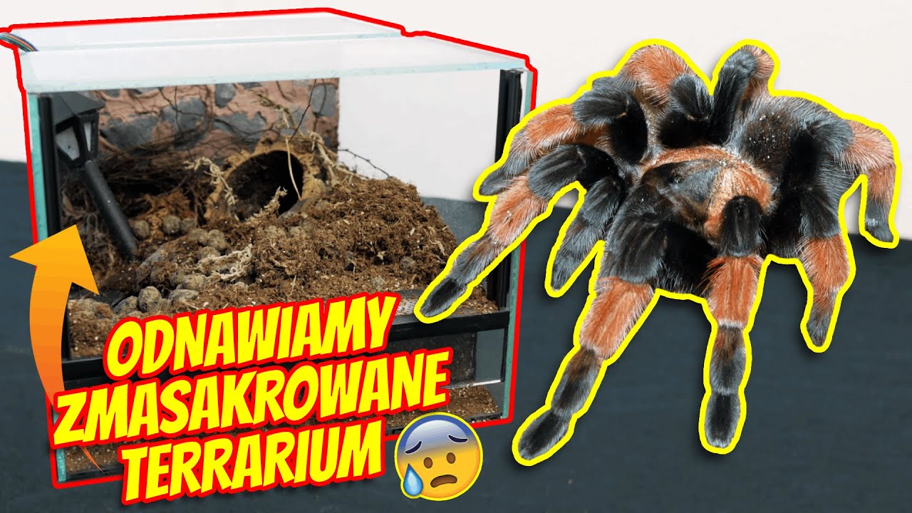 Odnawiamy rozkopane terrarium Brachypelma emilia
