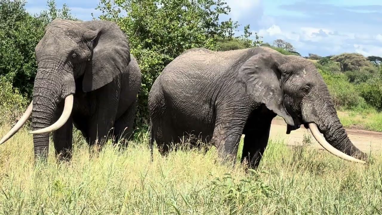 Super Tusker African Elephants Emerging from the Bush | Serengeti