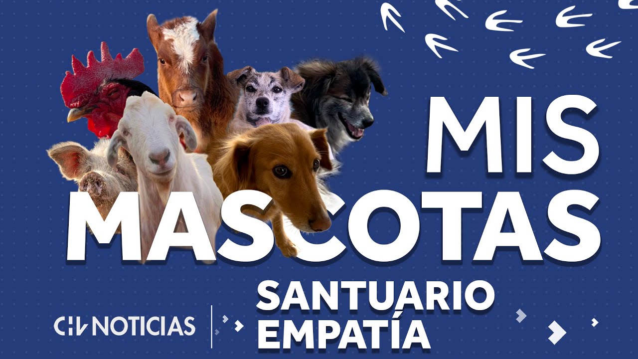 MIS MASCOTAS | #2: Santuario Empatía, la gran familia de Eliana Albasetti  - CHV NOTICIAS