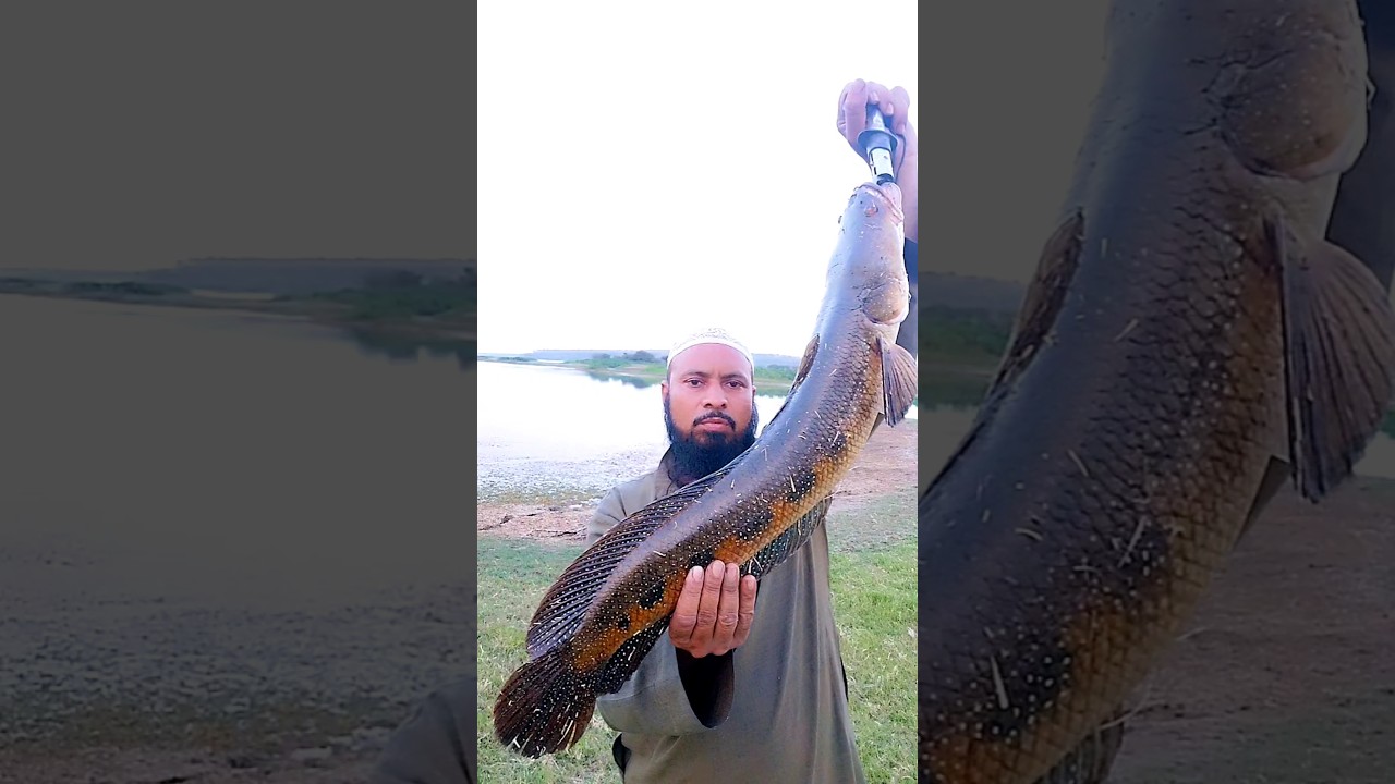 snakehead fishing video ||maral machli ka video