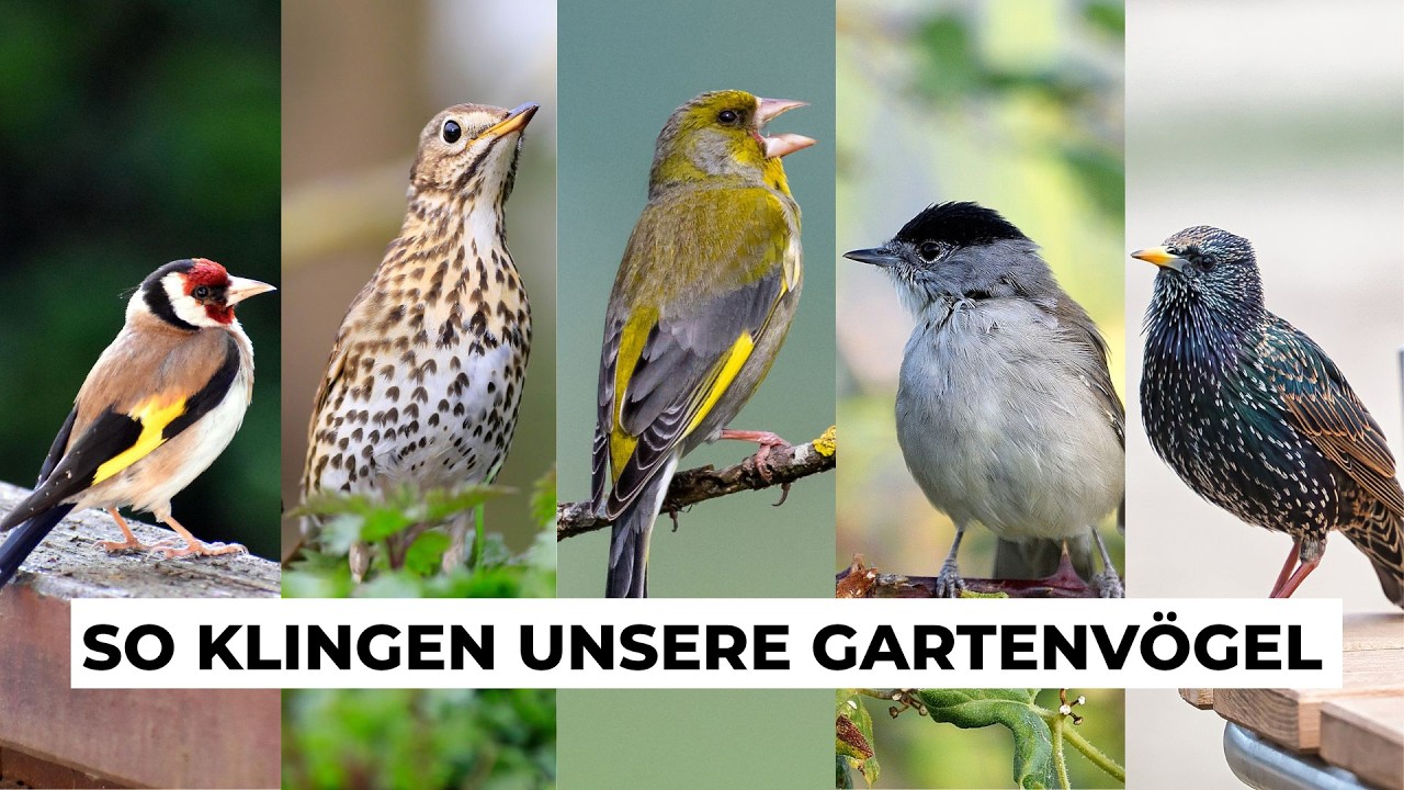Häufige Vogelstimmen im Garten - Vogelstimmen lernen