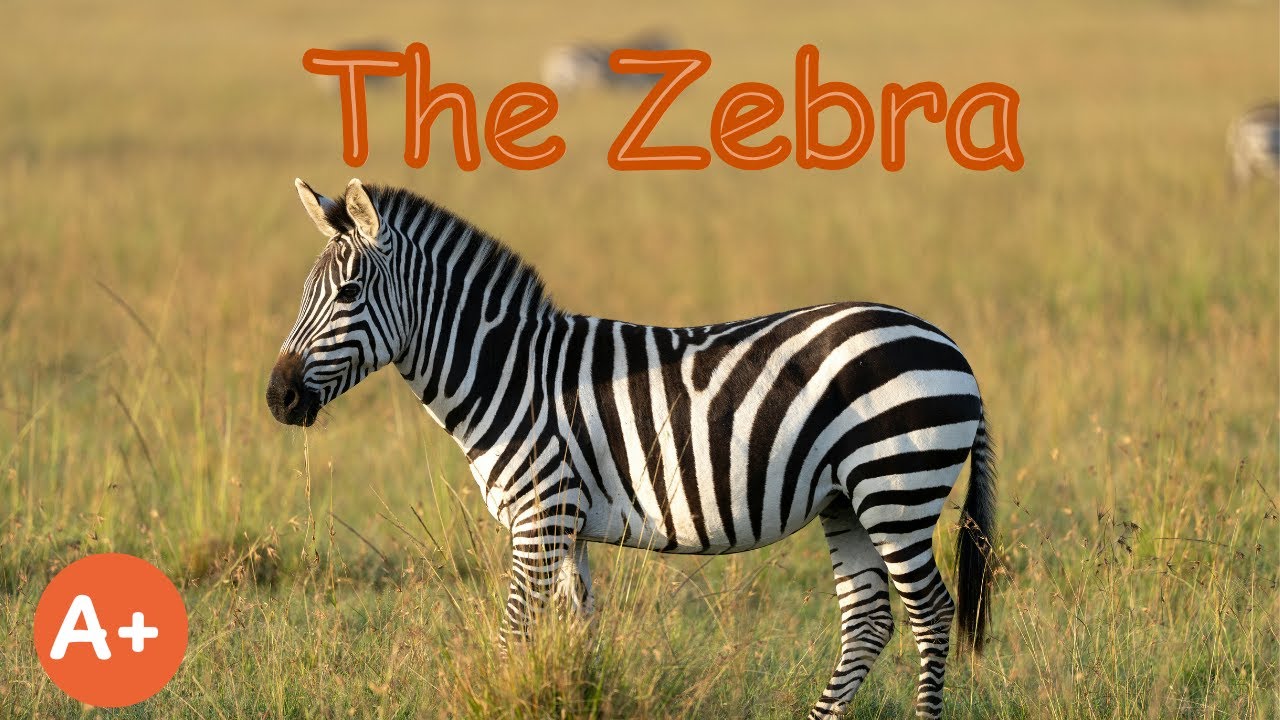 The Zebra | Stripes | Habitat | Fun Facts