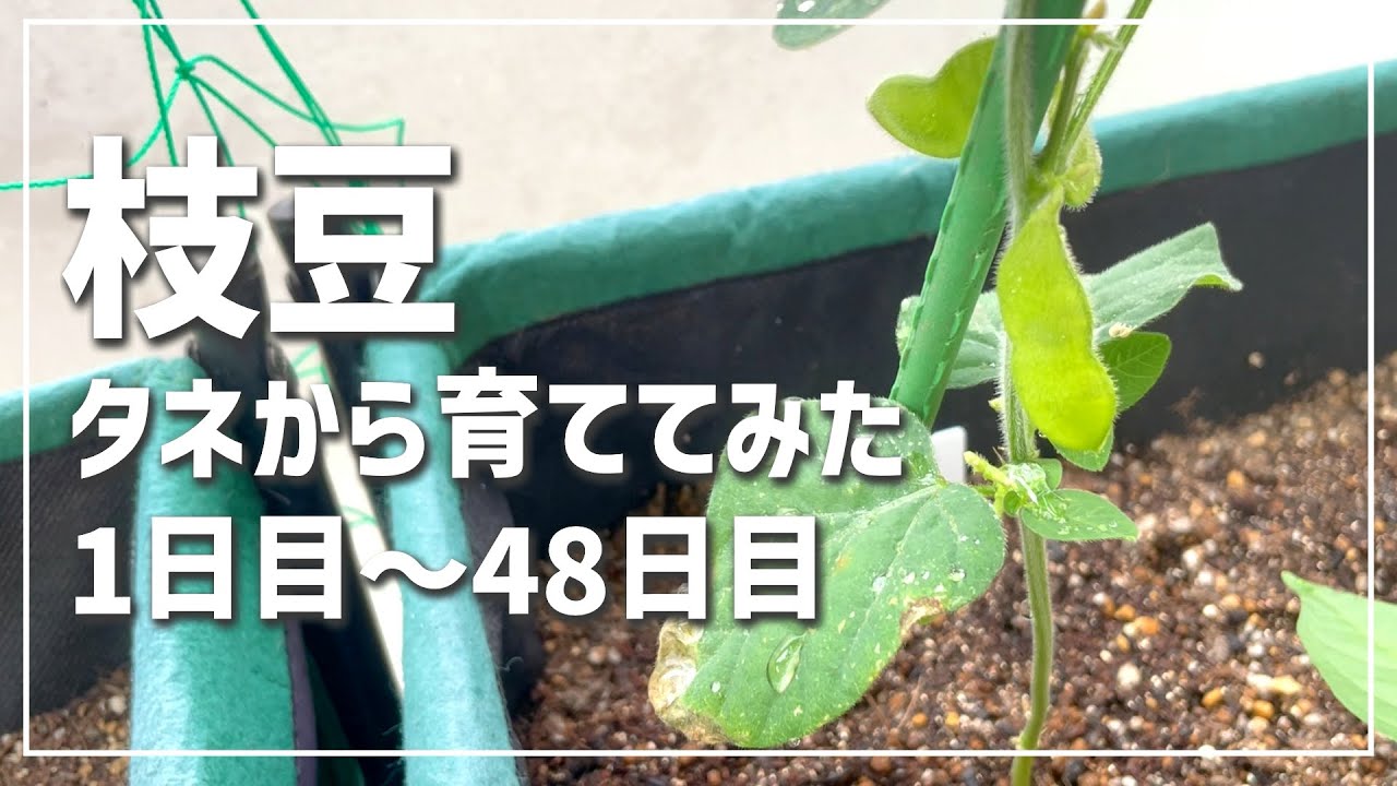 【ベランダ栽培】酒のつまみが欲しいので、タネから枝豆を栽培してみた。【種まき〜結実編】